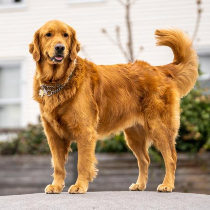 Cancer hos hundar – symtom, orsaker och vad du som hundägare bör veta