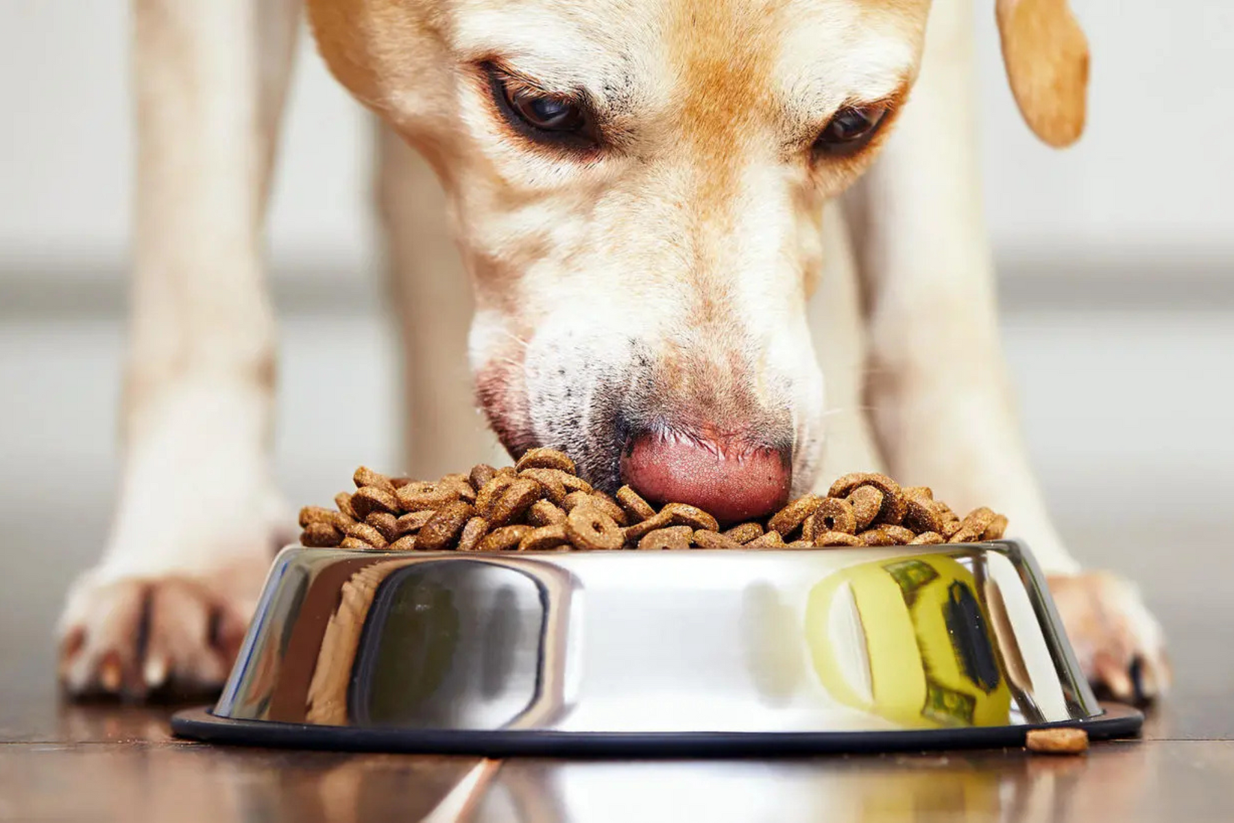 Min hund vägrar äta – orsaker, lösningar och när du ska agera